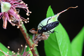Mosquitos on wild plants, North China