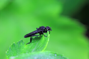 Mosquitos on wild plants, North China