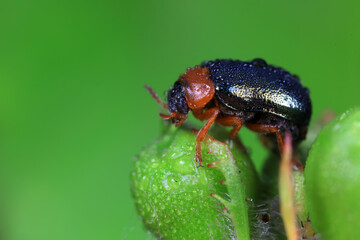 Leaf beetle on wild plants, North China
