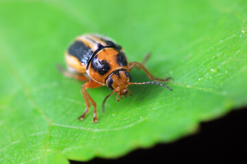 Leaf beetle on wild plants, North China