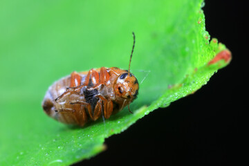 Leaf beetle on wild plants, North China