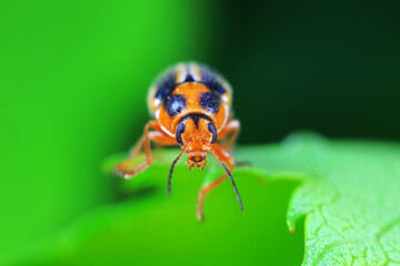 Leaf beetle on wild plants, North China