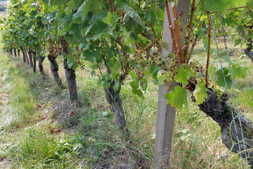 Domina Reben im Weinberg vor der Ernte