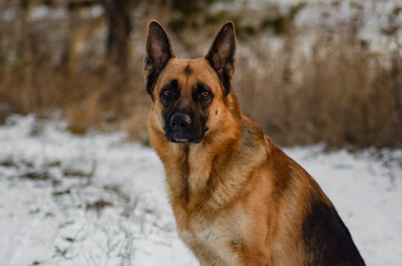 german shepherd dog in snow
