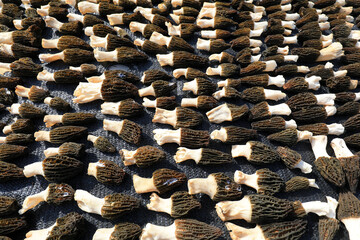 Morchella in the air, a mushroom with high economic and nutritional value, LUANNAN COUNTY, Hebei Province, China