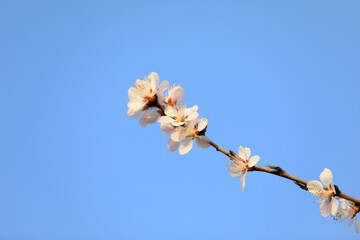 The peach blossom is in full bloom in the park