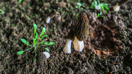 Morchella grows vigorously in a greenhouse in LUANNAN COUNTY, Hebei Province, China