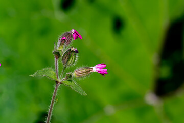 Silene dioica flower growing in meadow