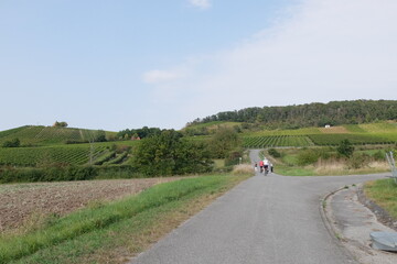 Spaziergang im Weinberg