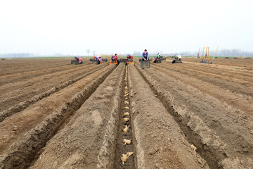farmers grow ginger in farmland