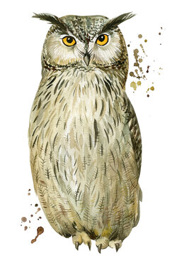 Owl on an isolated white background, watercolor illustration