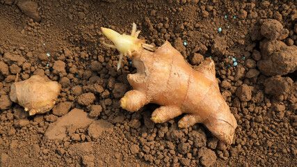 Germinated ginger in the soil, in a plantation, North China