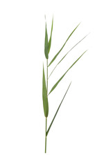Beautiful reed with lush green leaves isolated on white