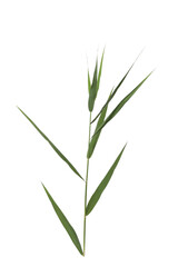 Fototapeta na wymiar Beautiful reed with lush green leaves isolated on white