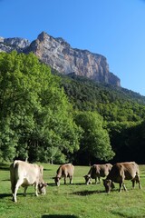 Fototapeta na wymiar Cattle grazing in Pyrenees, Spain