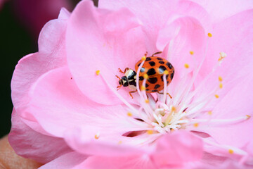 Harmonia axyridis crawls on plants, North China