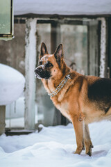 german shepherd dog in the snow