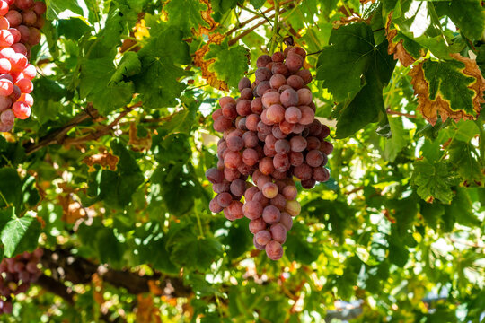 Ripe grapes on green grape trees