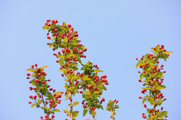 Begonia flowers in botanical garden, North China