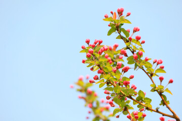 Begonia flowers in botanical garden, North China