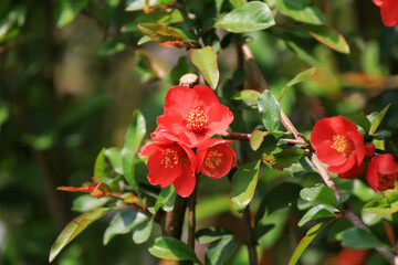 Begonia flowers in botanical garden, North China