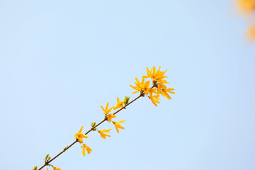 Beautiful Forsythia flowers in the botanical garden, North China