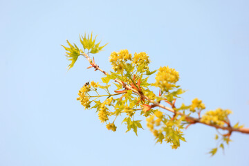 Beautiful maple flowers in the botanical garden, North China