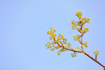 Fresh leaves of plants in the botanical garden, North China
