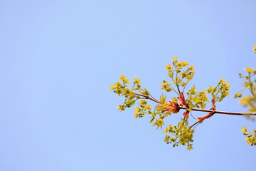 Beautiful maple flowers in the botanical garden, North China