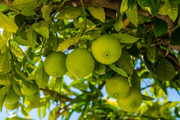 A lot of limes fruit on the tree