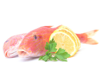 Fish red mullet isolated on white background