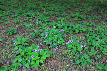 Viola flowers on the ground, North China