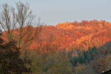 herbstfarben im wald