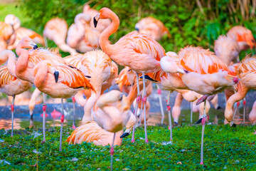 group of flamingos