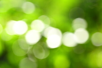 Obraz premium Fresh green natural abstract photograph. 