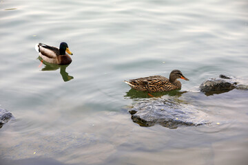 Wild ducks live in ponds in Beijing