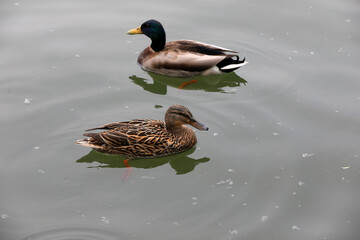 Wild ducks live in ponds in Beijing