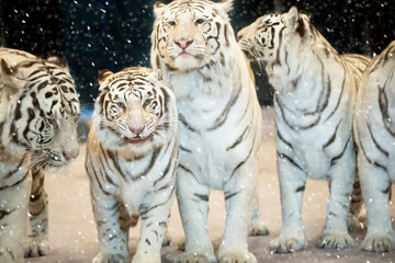 A group of beautiful white tigers covered with snow. Year of the tiger according to the Chinese...
