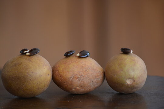 Manilkara zapota, commonly known as sapodilla, sapota, chikoo, chico, naseberry, or nispero, Sawo is a long lived, evergreen tree and sweet fruit.
