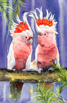 Watercolor illustration of two pink Major Mitchell's cockatoo with colorful tufts and bright pink feathers sitting on a tree branch on a gray-purple background
