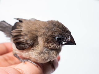 Picture of baby Javan Munia bird