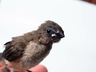 Picture of baby Javan Munia bird