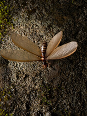 Picture of a termite alates