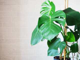 Beautiful monstera flower on a white background. The concept of minimalism. Hipster scandinavian style room interior. Empty white wall and copy space.