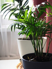 Several house plants, monstera, zamiokulkas, palm tree stand in front of the windows close-up, apartment interior, home gardening