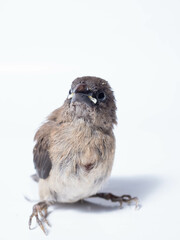 Picture of baby Javan Munia bird
