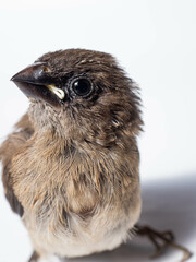 Picture of baby Javan Munia bird