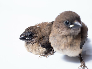 Picture of baby Javan Munia bird
