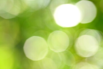 Obraz premium Fresh green nature abstract defocused photograph for backgrounds.