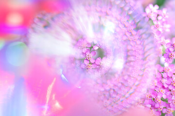 Delicate photo of pink flowers with artistically blurred and shiny edges. selective focus